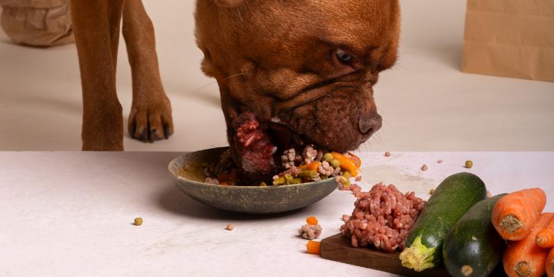 Alimentos saludables para perros