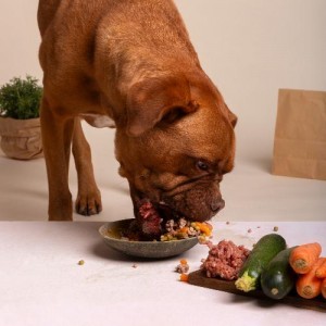 Alimentos saludables para perros