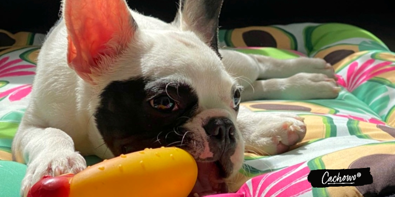 Guía para dar la bienvenida a un cachorro