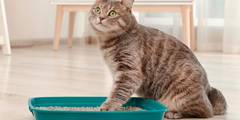 ¿Por qué mi gato no utiliza la caja de arena? 