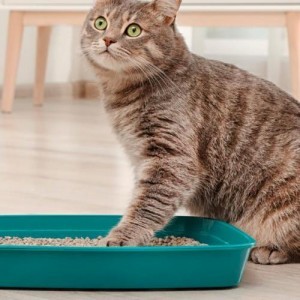 ¿Por qué mi gato no utiliza la caja de arena? 
