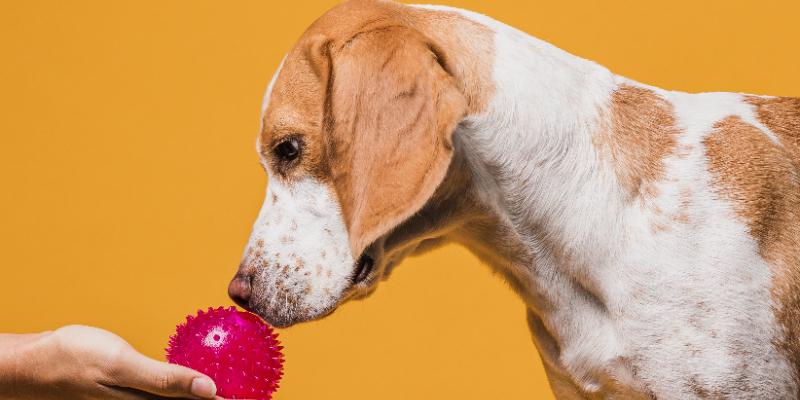 6 Juegos Divertidos para Tu Perro en Casa