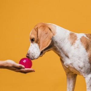 6 Juegos Divertidos para Tu Perro en Casa