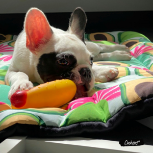 Guía para dar la bienvenida a un cachorro