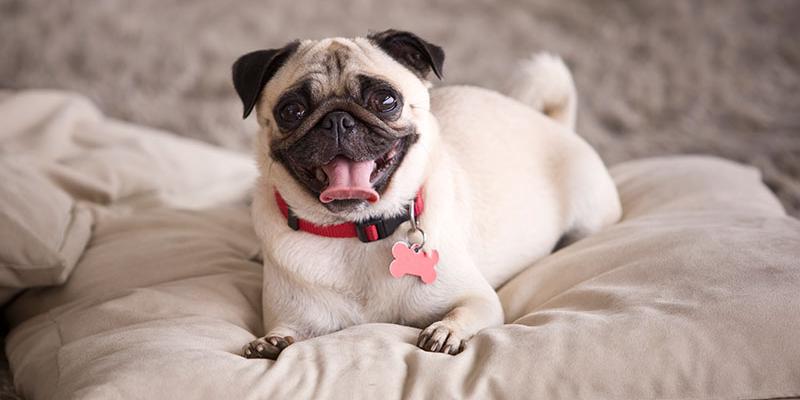 Las 13 Mejores Razas de Perros para Vivir en Apartamento