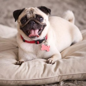 Las 13 Mejores Razas de Perros para Vivir en Apartamento