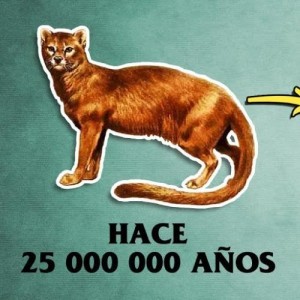 ¿De dónde viene tu gato?