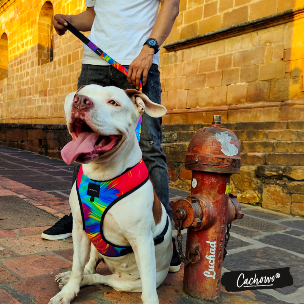 Arnés con correa para perros estampado Psicodélico - Cachowo