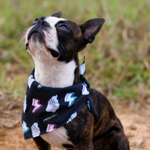Bandana para Mascotas Dulce Día_1