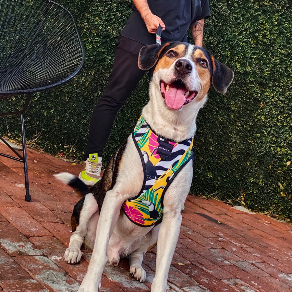 Arnés con correa para perros estampado Selva Tropical - Cachowo