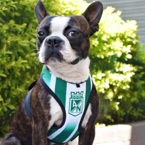 Pechera para mascotas estampado Atlético Nacional_2
