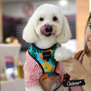 Arnés con correa para perros estampado Piñas_3