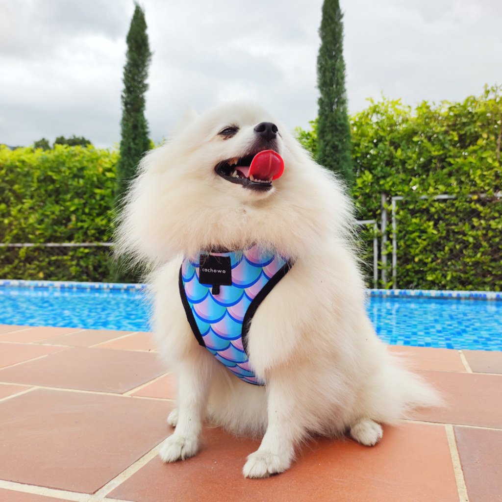 Arnés con correa para perros estampado Atlantis Rosa_2