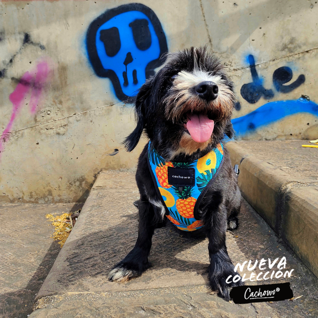 Arnés con correa para perros estampado Piñas_2