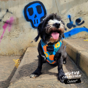 Arnés con correa para perros estampado Piñas_2